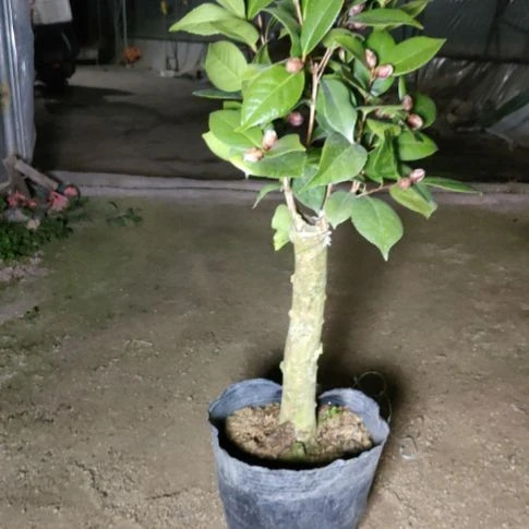 全部花苞超级墨川嫁接苗