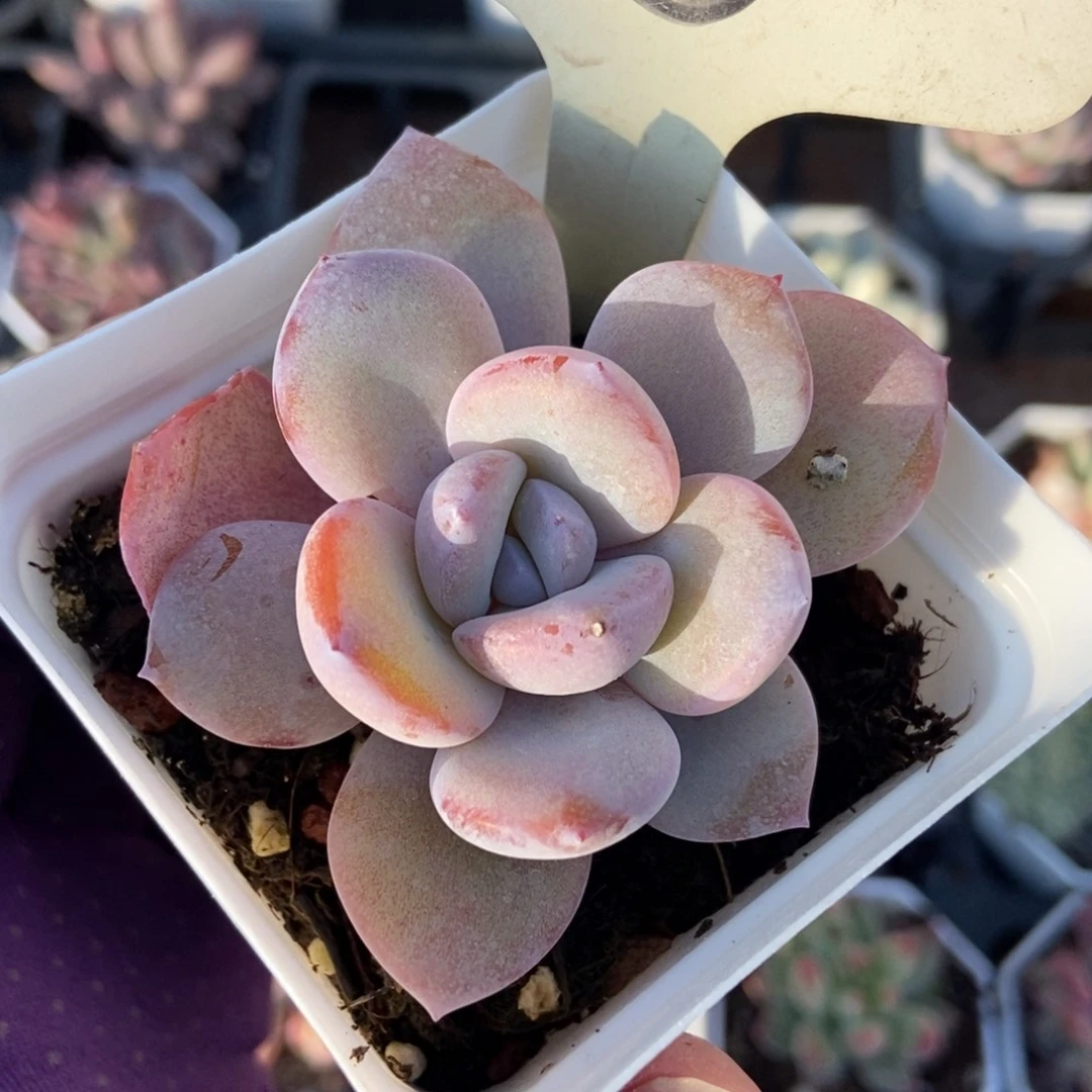 8奶茶多肉植物多肉