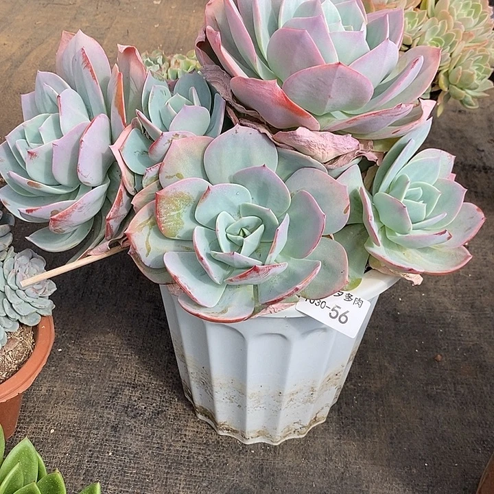 咪***猫小七夕多肉血凤56