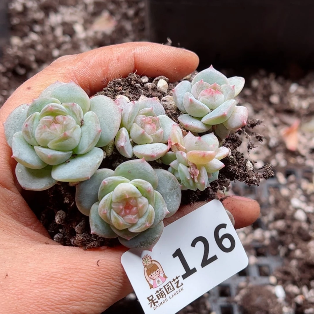 多肉植物多肉植物