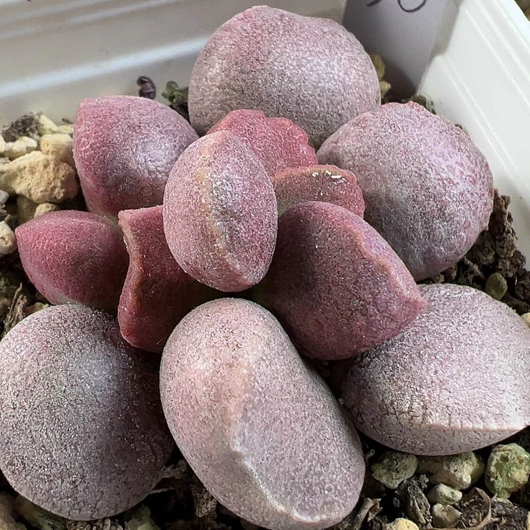 粉色系实生新品多肉水泡植物