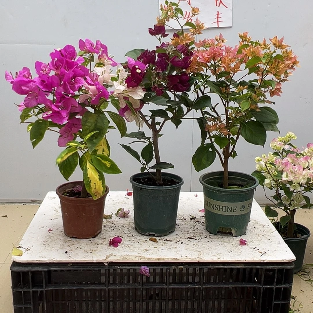 大部分花苞少量开放金心双色，黑暗行者，重瓣橙组合