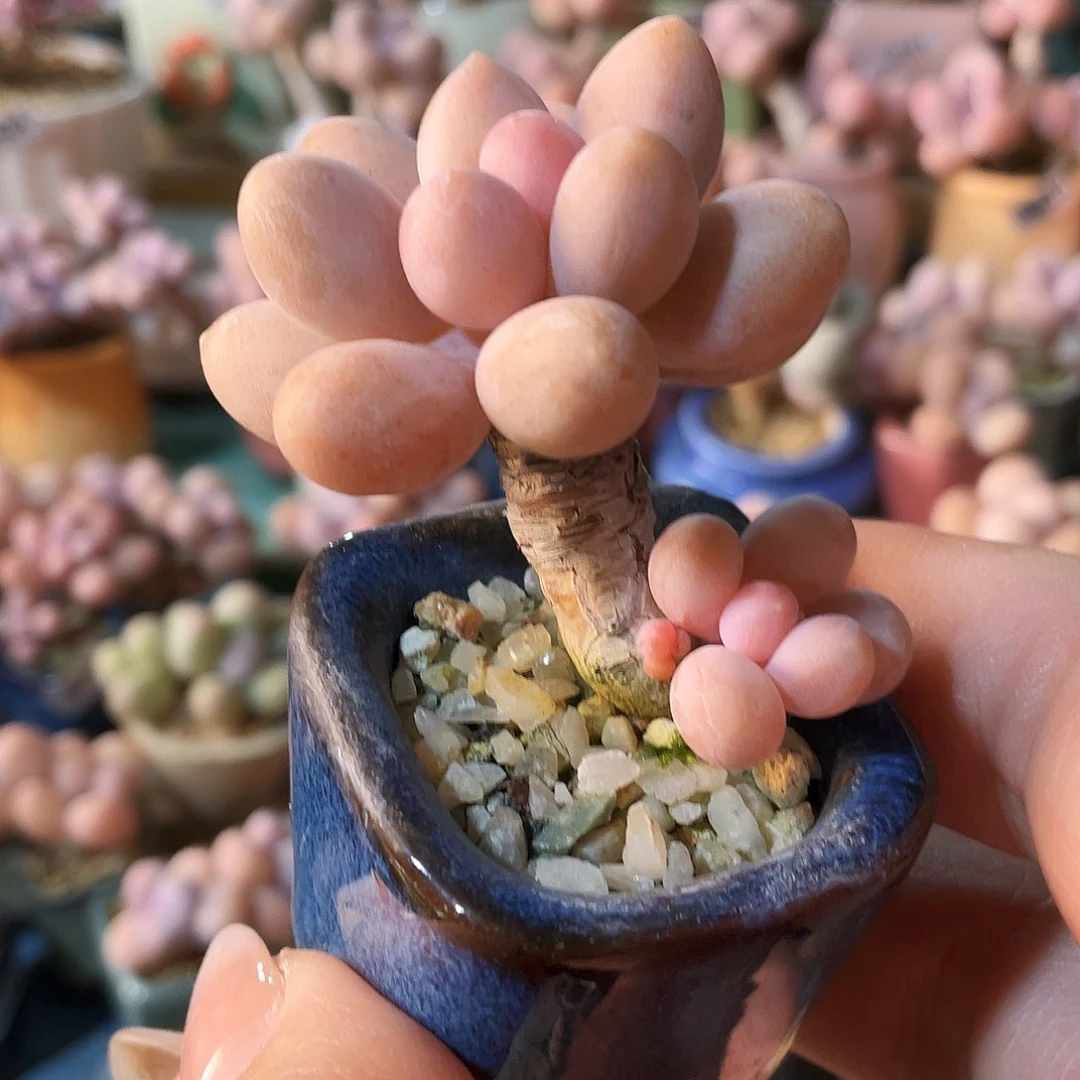 戦***️多肉植物的生长发育和生长发育