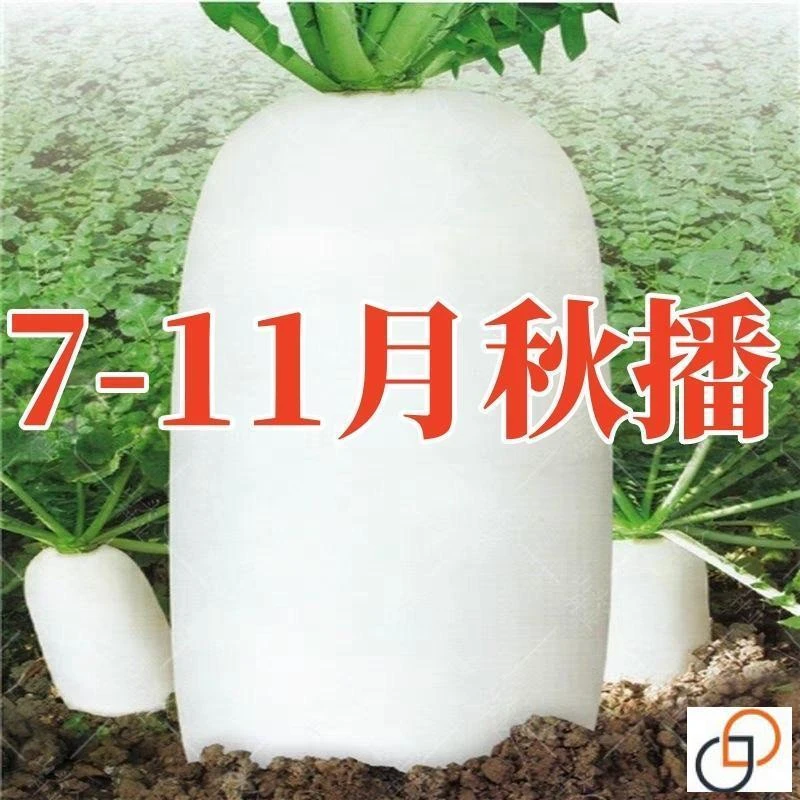 （全店满5包包邮）白萝卜种子九斤王种籽耐高温不空心春不老种子