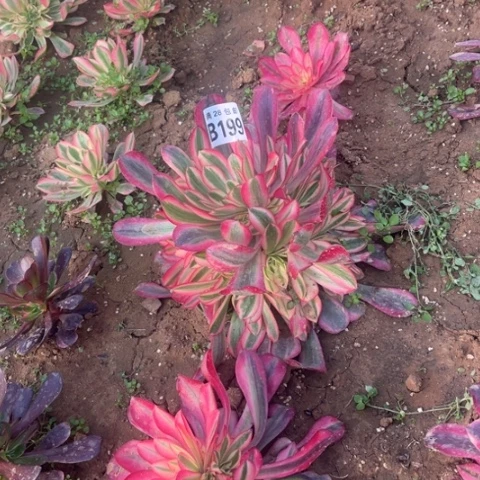 199美杜莎不包断枝