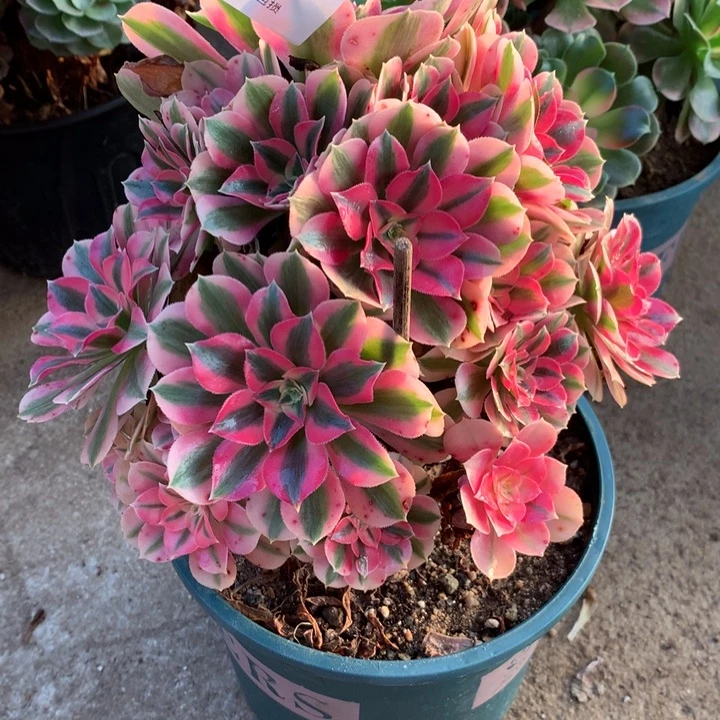 秋***秋1189粉女巫多肉植物特价