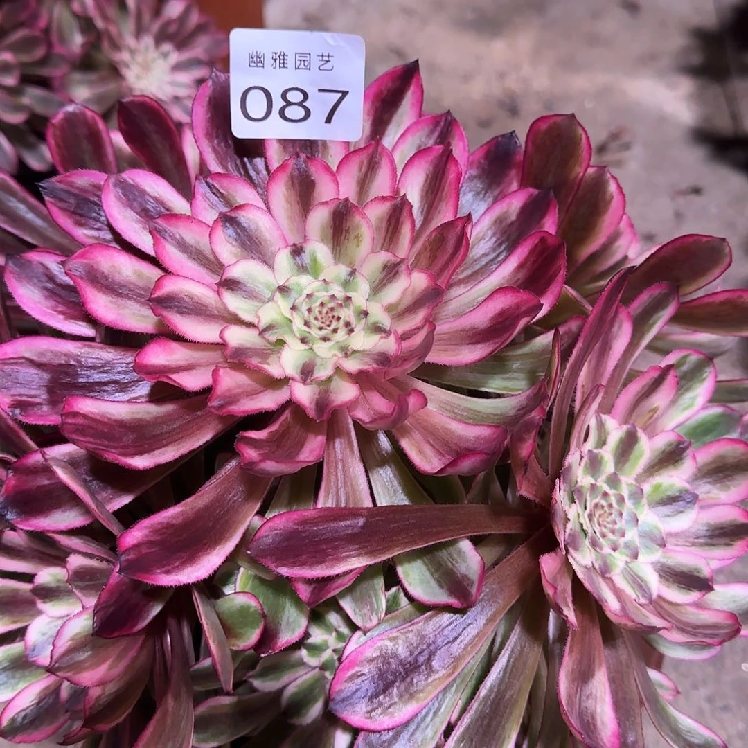 多肉植物琉璃087