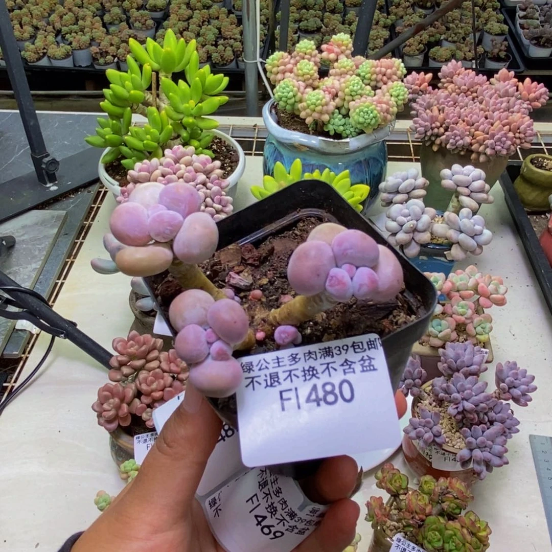 480橙奶多肉肉4cm