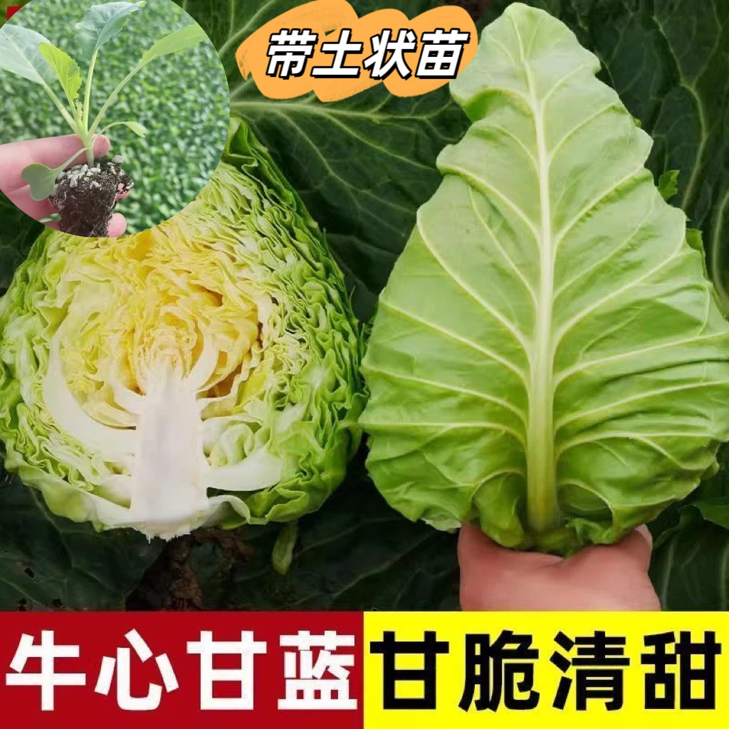 牛心菜带土穴盘苗尖头包菜苗苗场直发春秋种植阳台露天菜园种植