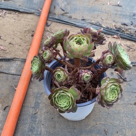 水蜜桃多肉植物034