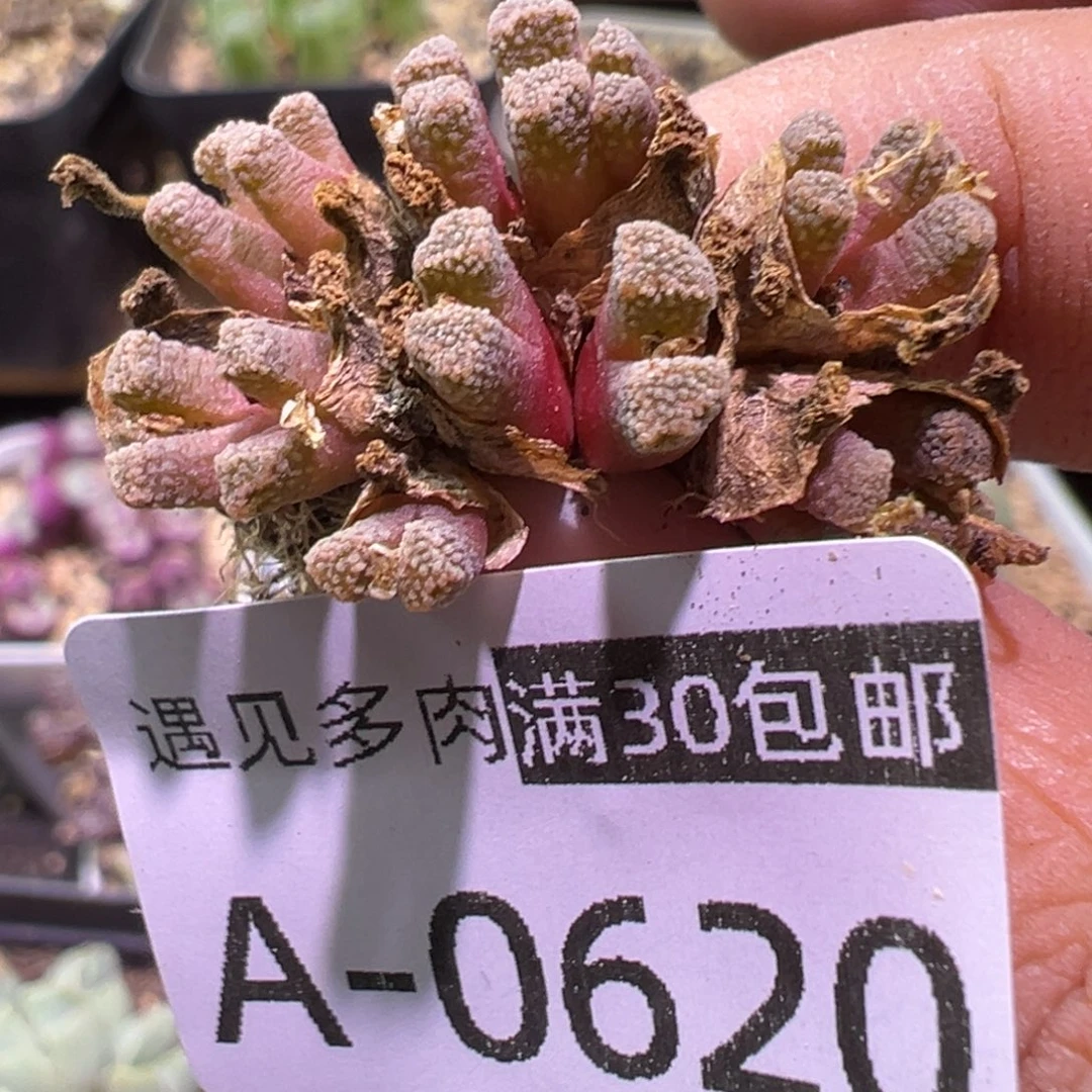 多肉植物111111111111