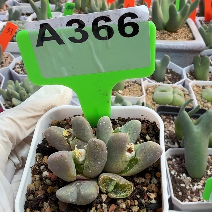 小***子366mmmmmmmmnnnnnnjjjj