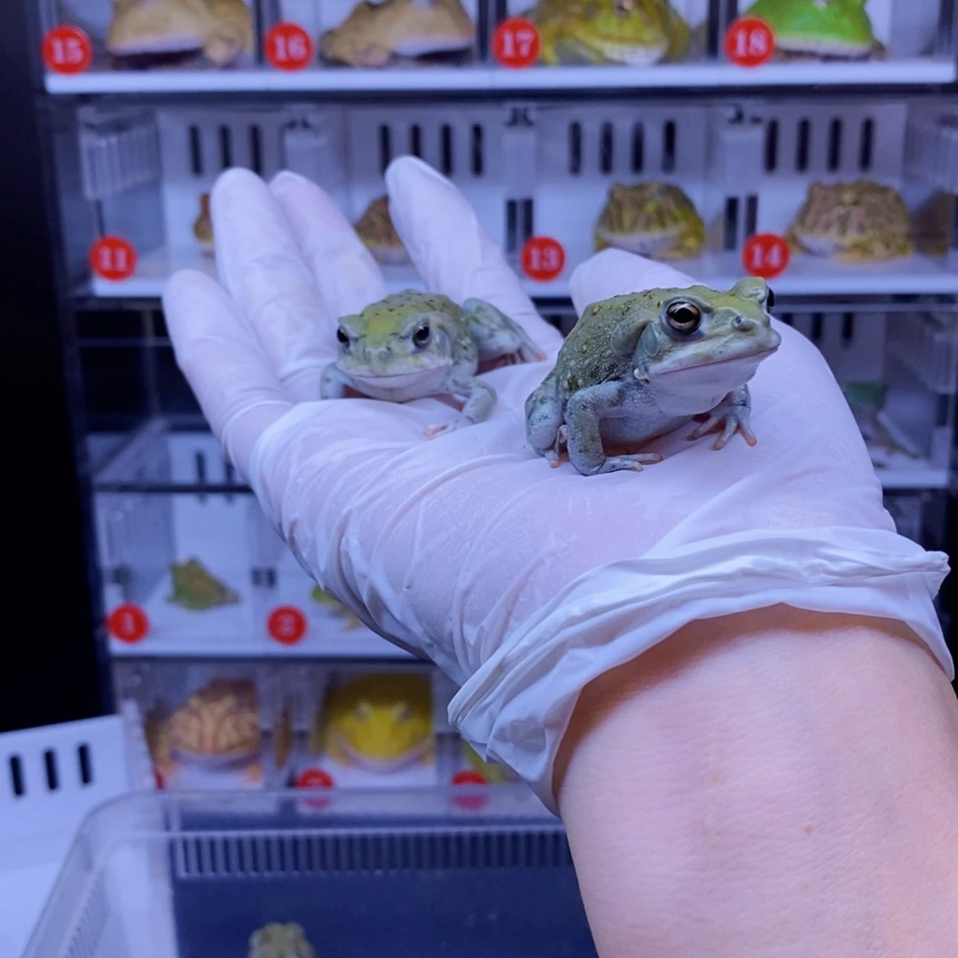 火***点角蛙角蛙3-10cm闪购专享链接