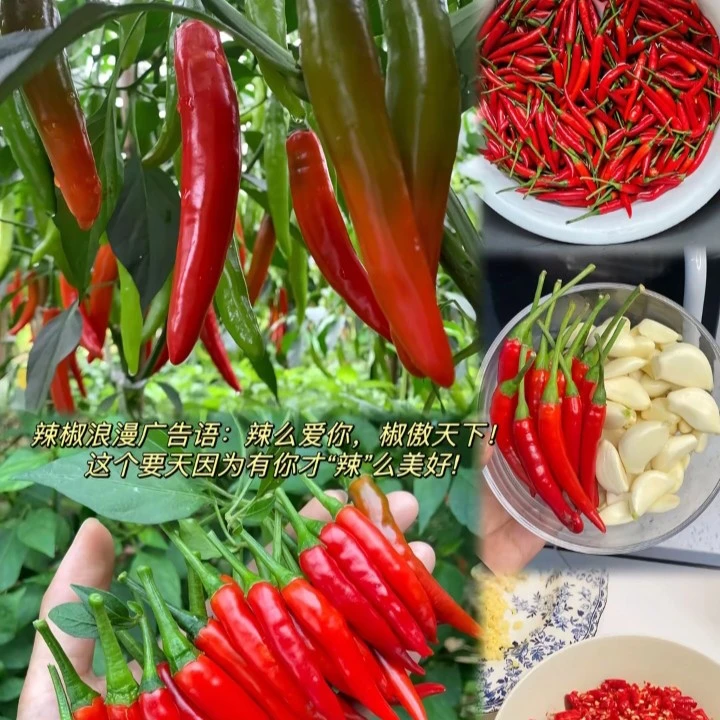 小米辣鲜椒新鲜采摘特辣指天椒鲜辣鲜椒农家自种现摘现发做剁椒酱