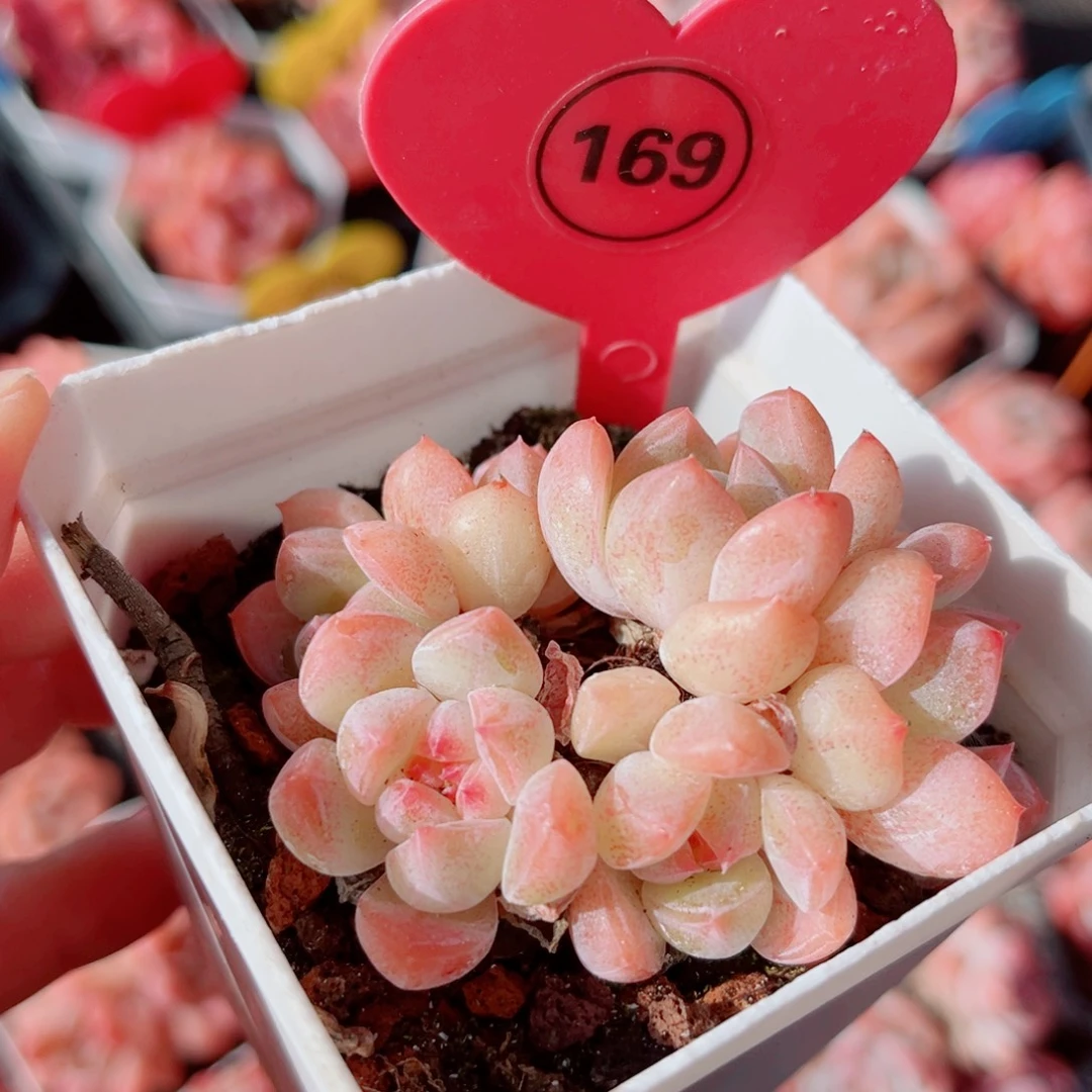 169号小老桩糖心群