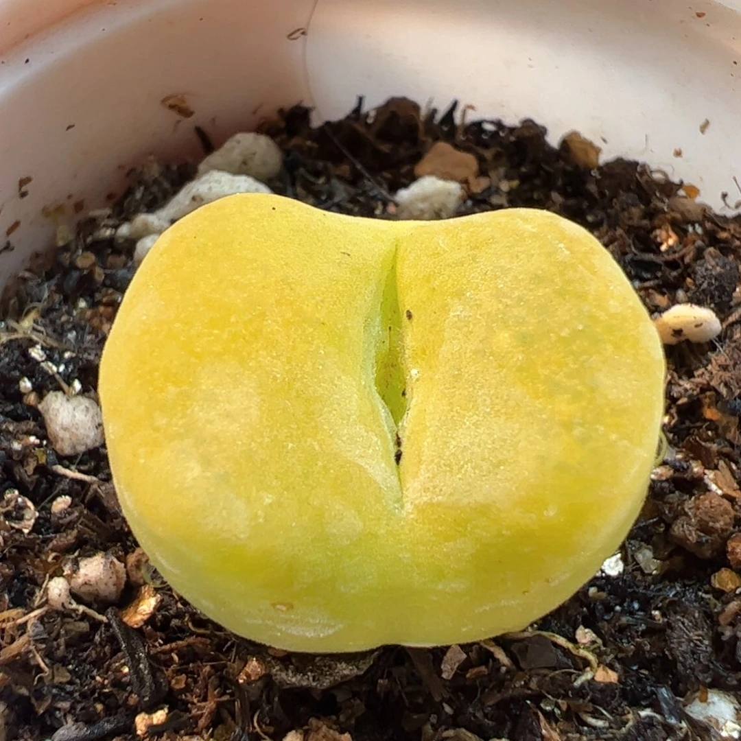 175多肉植物百科