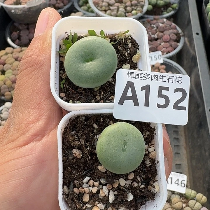 152多肉植物多肉植物