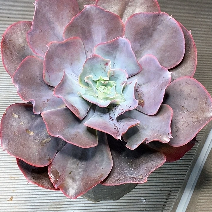 ღ***子天空之城多肉植物
