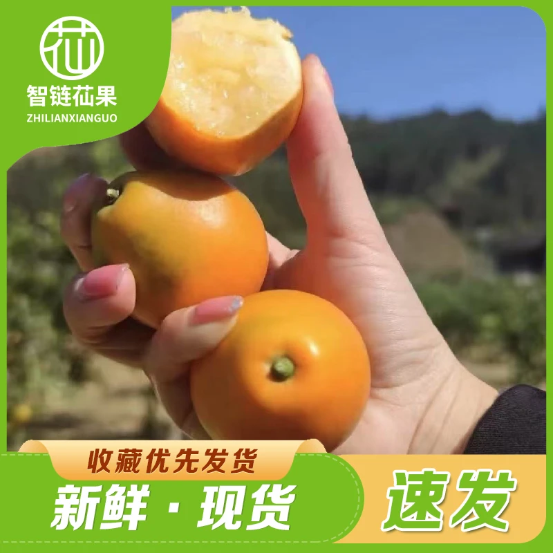 第三代融安金桔脆蜜金柑纯甜脆口甜蜜糖心应季新鲜水果孕妇水果
