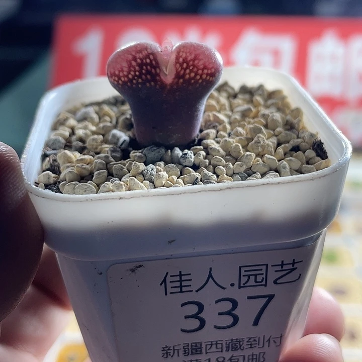 佳人园艺博览会多肉红风铃337