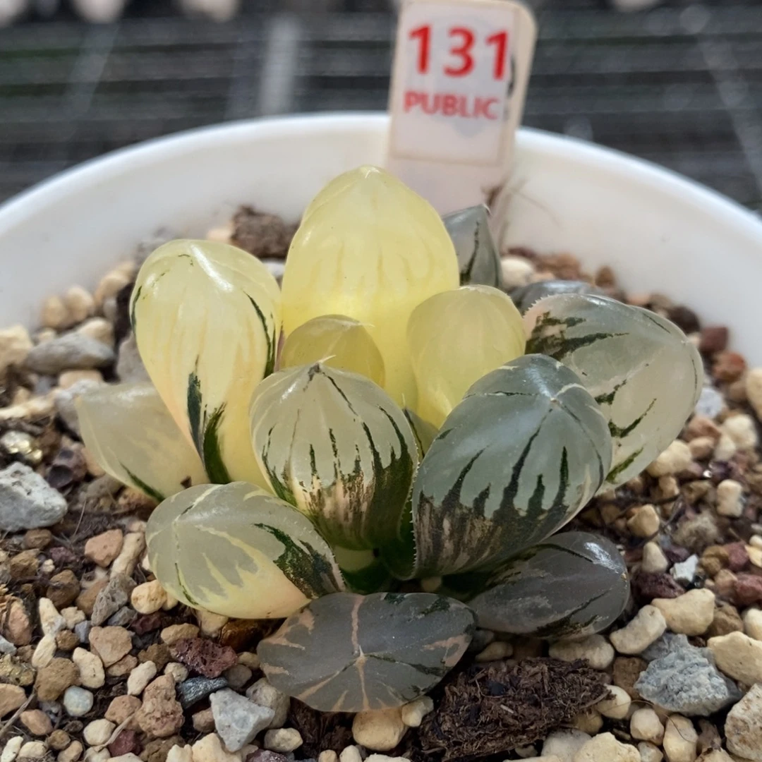 131号水晶玉露锦多肉