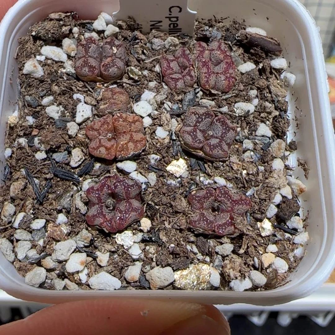 肉锥多肉植物百科-蝴蝶一盆1603