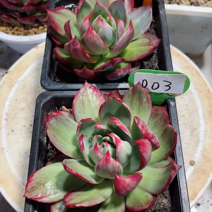 惊鸿仙子多肉植物20.03带盆土