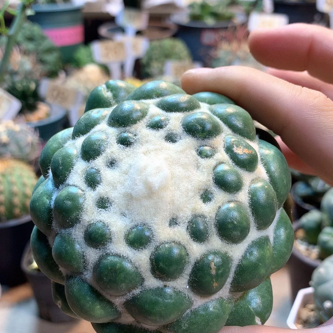 蜘蛛眼没根