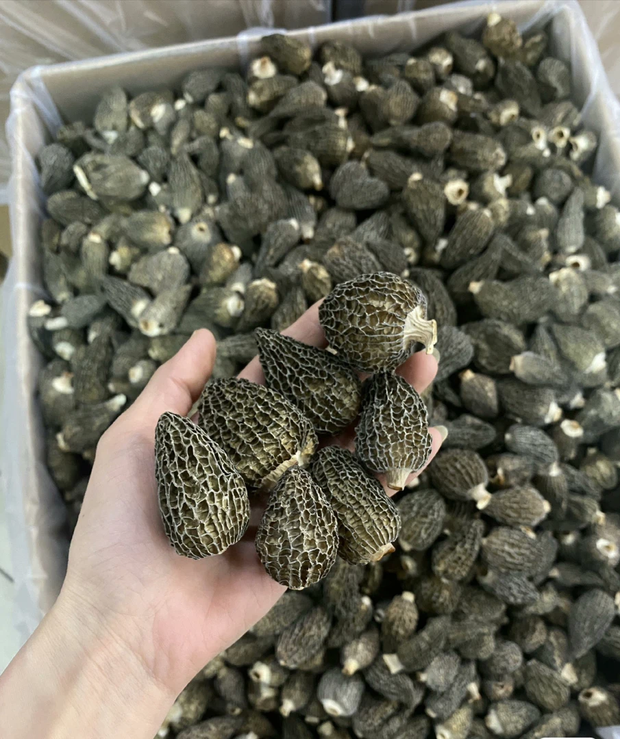 2025头茬云南林下深山圆头羊肚菌干货营养美味煲汤食材拒绝大棚货