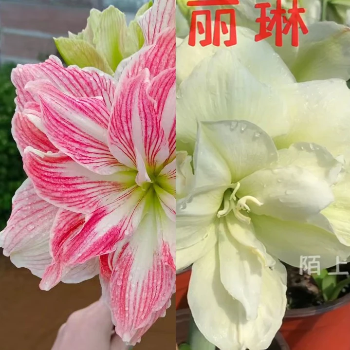 【美丽仙女或玛丽琳】★重瓣原生成熟朱顶红种球室内外