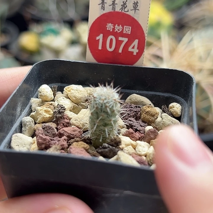 实生马贼0.9cm一棵仙人球