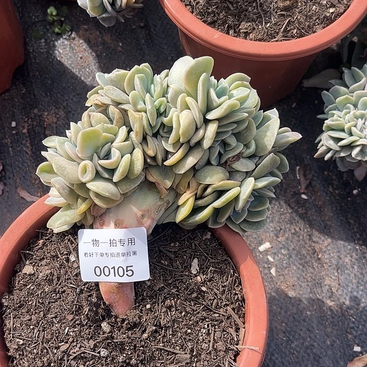 哈利沃森缀化，一物一拍