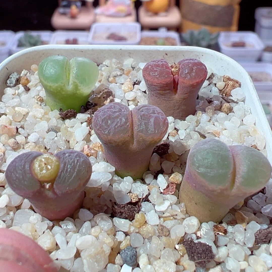 1217-504多肉多肉