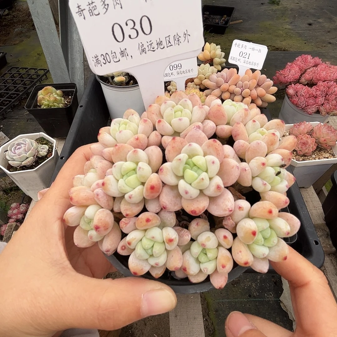 030 多肉脱土 群生不包整