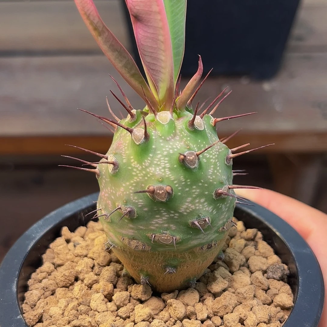 瓶干麒麟Aaaaaaaaaaaaaaaa