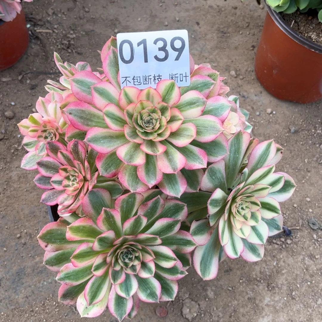 法师多肉，脱土发货