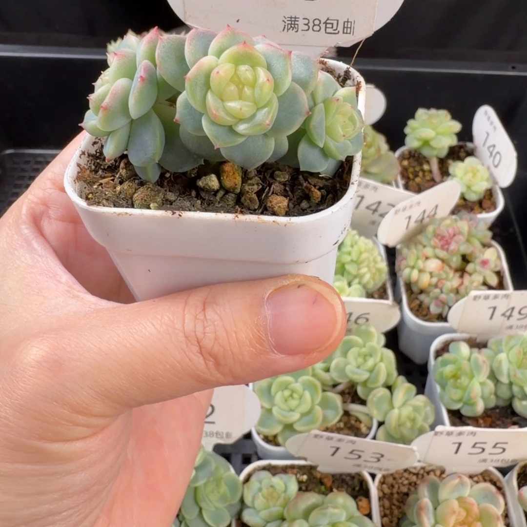 花30三头群158号一颗
