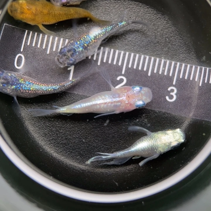 海水鱼混搭球球49号