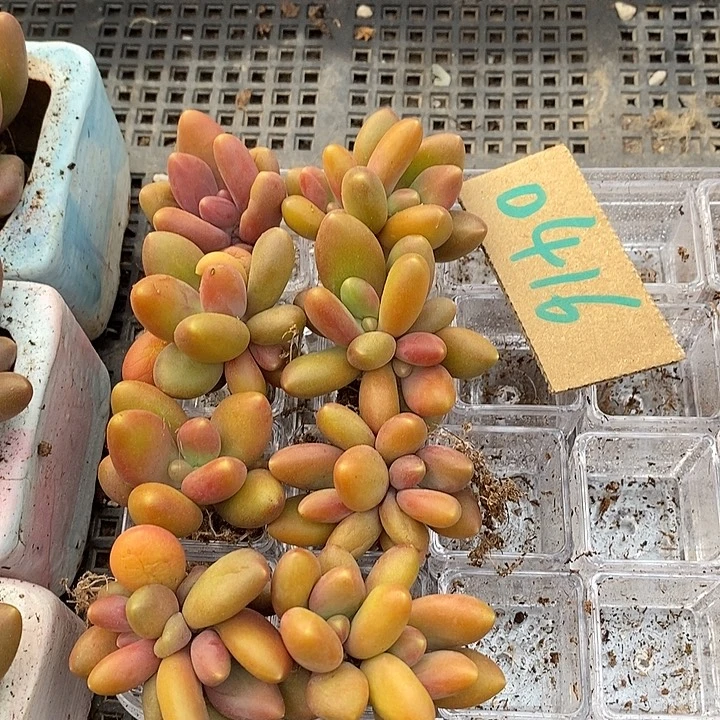 诚***信无花朵0416号一物一拍芒果