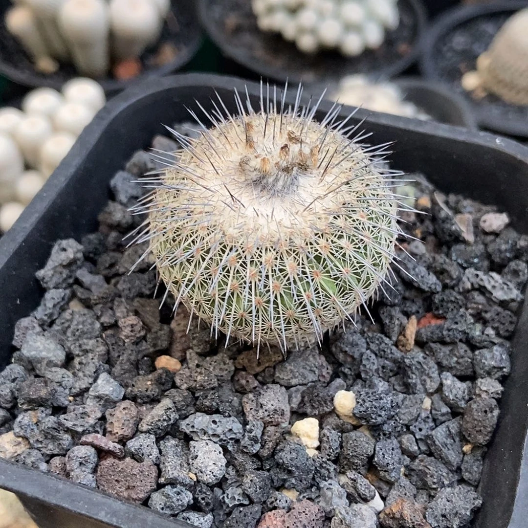 强***者自根乌月丸仙人球