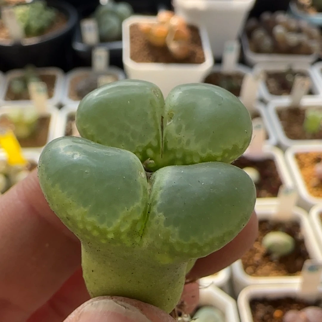 【闪购商品】꧁***꧂7810