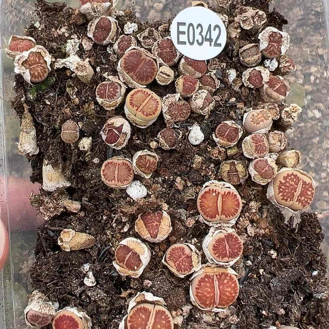 342小菊美美得1111111