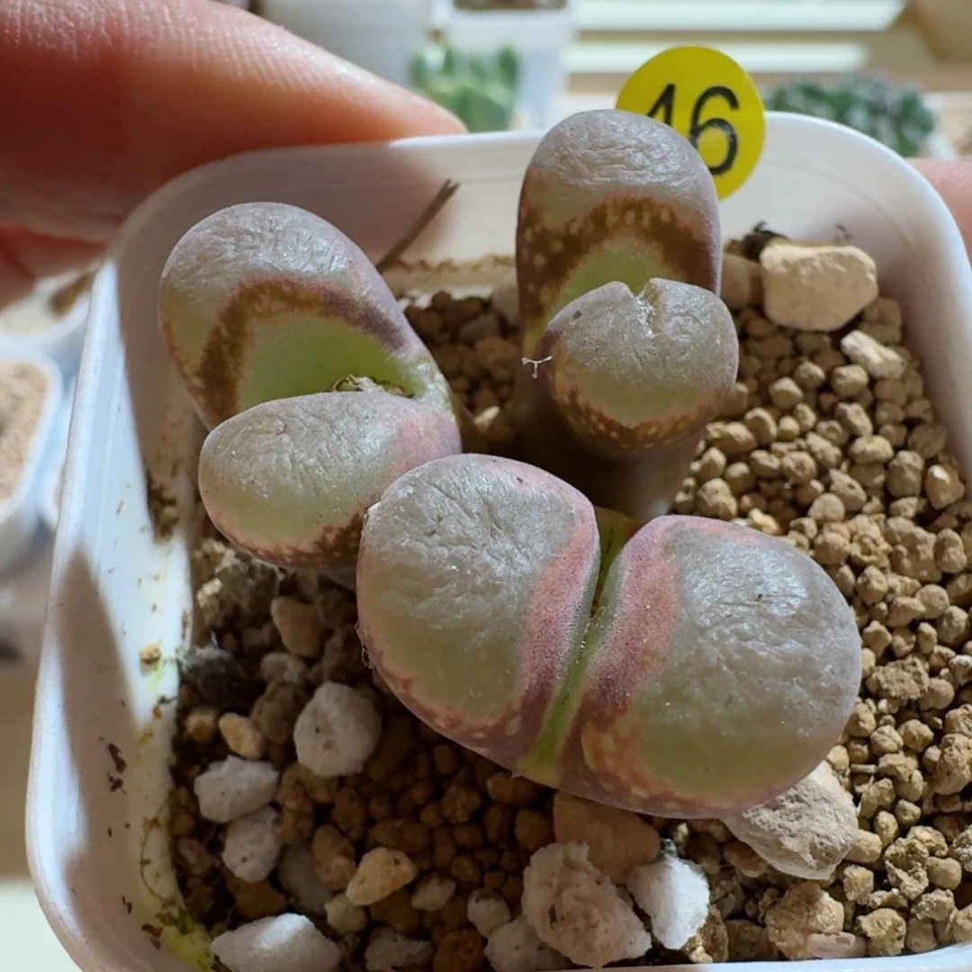 46.................多肉....