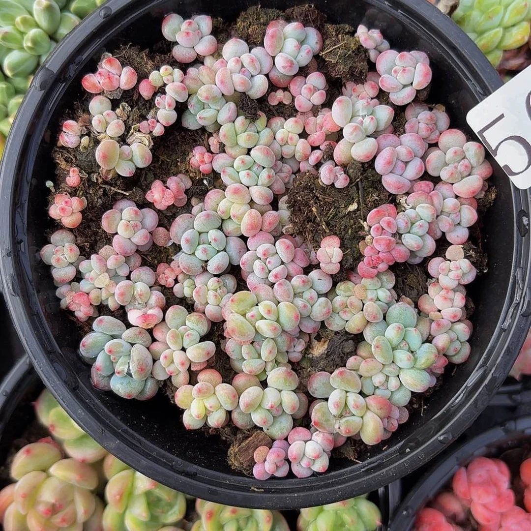 多肉植物多肉植物566