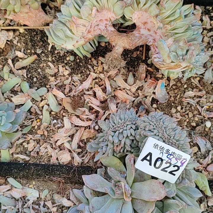 鹤福利福利福利不售后