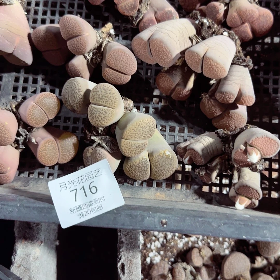 思***兮是不是很喜欢这个风格716