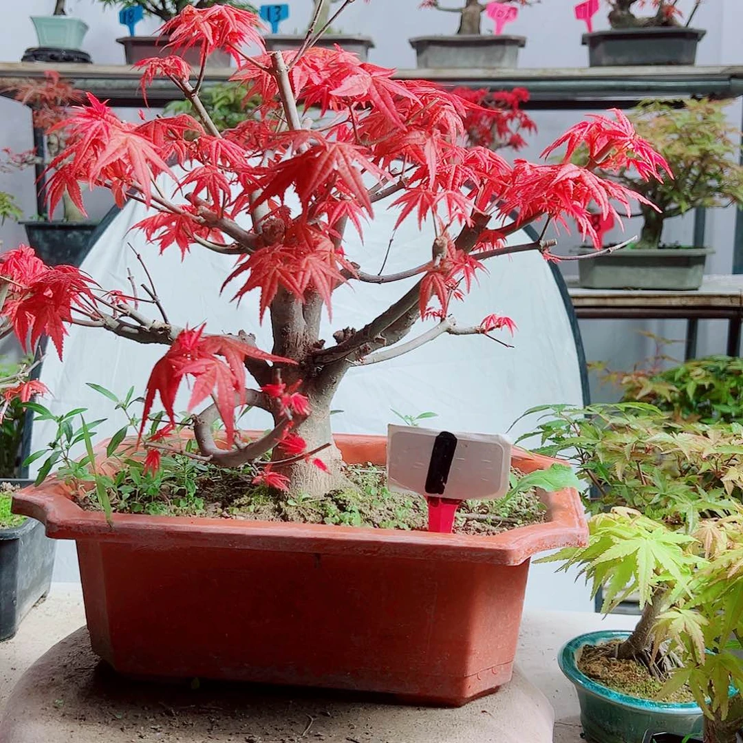 无花朵海*堡红枫老桩出猩猩