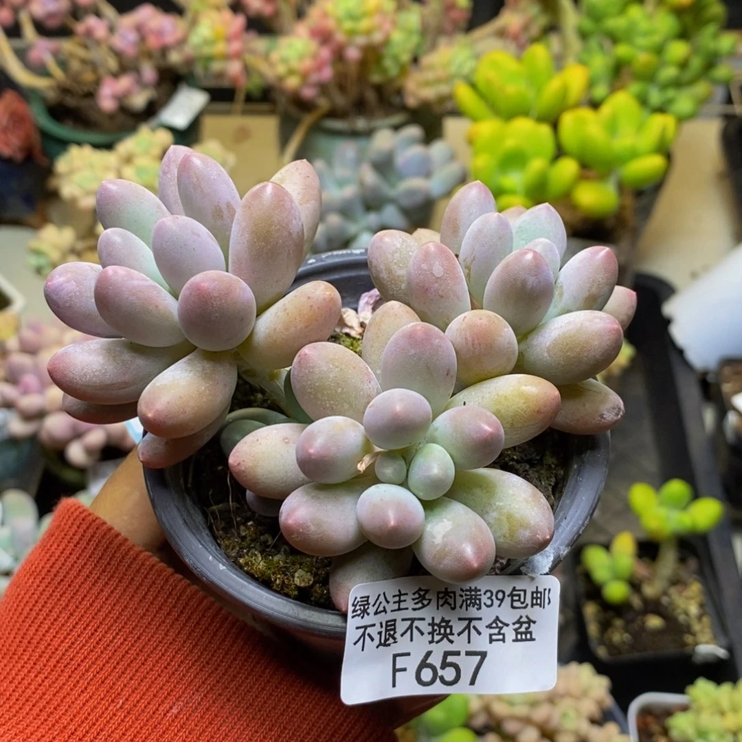 657丸叶汤圆多肉8c m