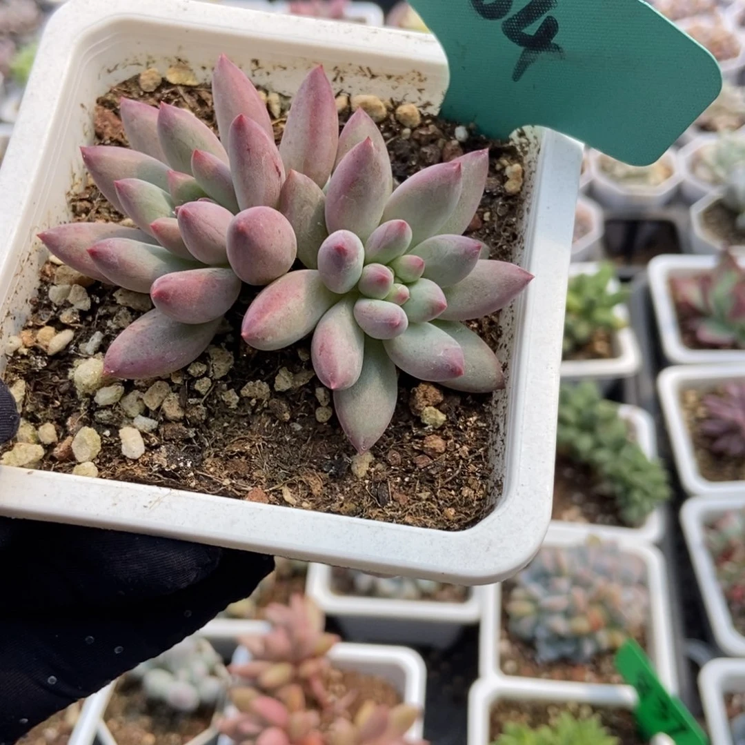 烂***路504虞美人多肉植物保护