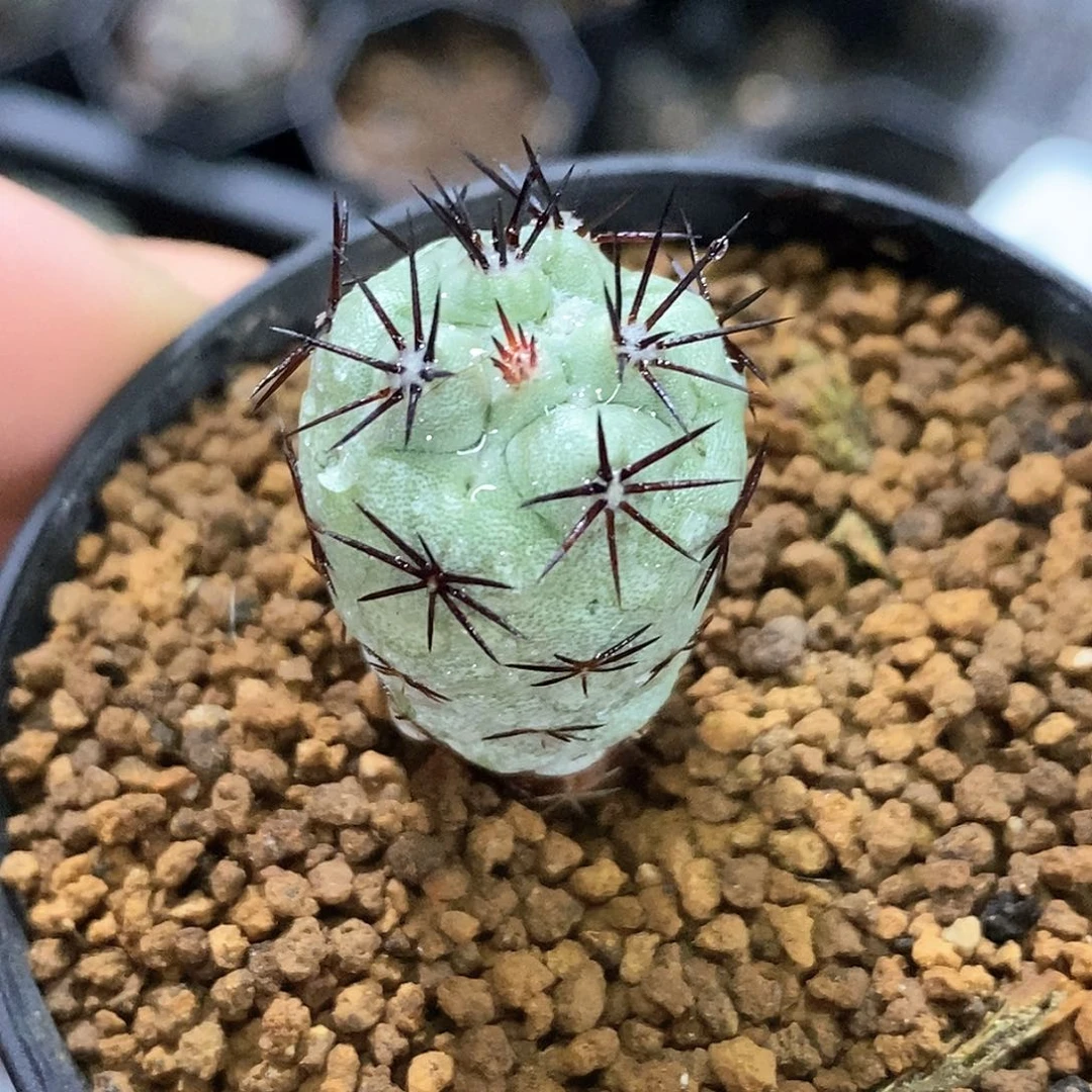 孤品自根完美品相帝王丸31号